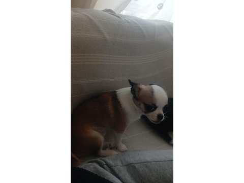 Şivava köpeğimiz 5 aylık dişi