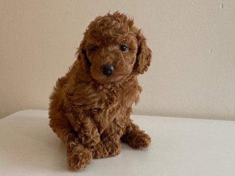 Mini toy poodlelar