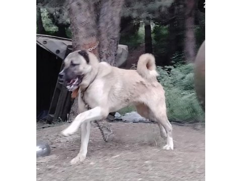 Yavru ve yetişkin üst seviye kangal köpekler
