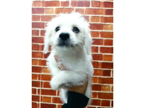 Terrier yavrular