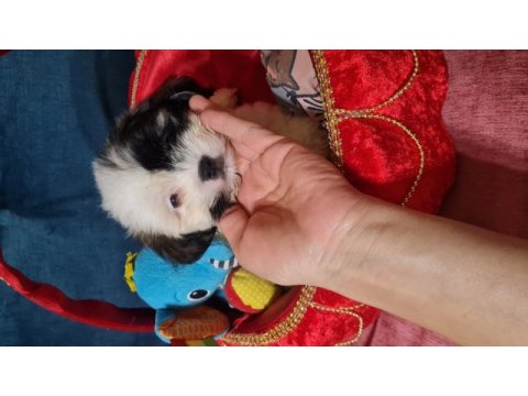 2 aylık dişi erkek morkie