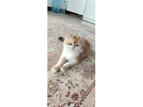 Ny12 golden full şecereli british longhair