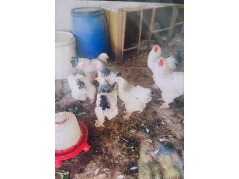 Bırakma süs tavuğu civcivleri