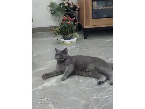 Kedimizi bedava sahiplenmek isteyen bana ulaşsın