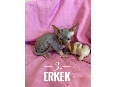 Show kalite sfenks bebekler