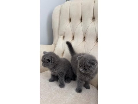 Erkek dişi yavru kediler