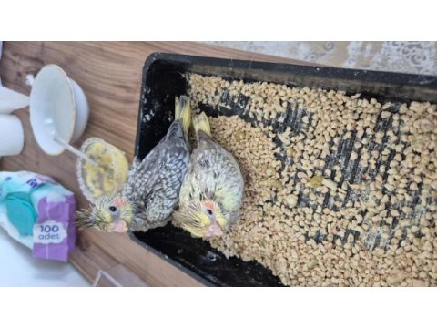 Nutribird a21 ile elle beslenen sağlıklı sultan yavrular