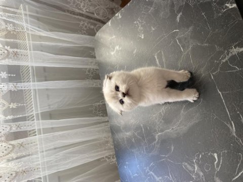 Saf kan anne babadan 1,5 aylık british longhair bebekler