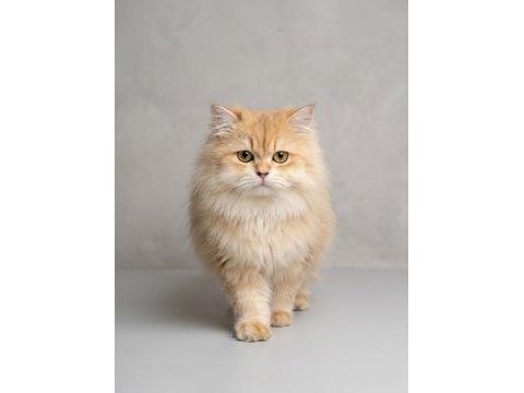 Ny12 safkan british longhair dişi kedi genç 1 yaşında