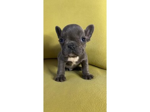 French bulldog blue erkek yavru