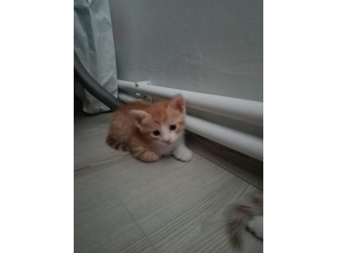 5 adet yavru sarman kedi
