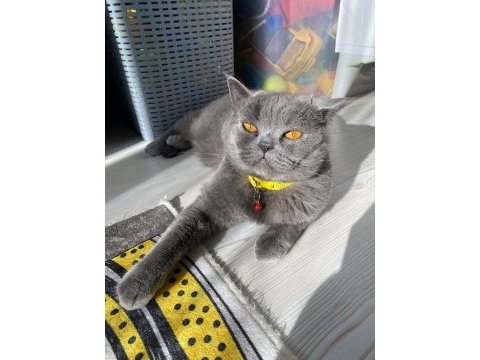 Ücretsiz verilecek british shorthair kediler