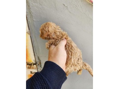 Irk ve sağlık garantili maltipoo yavrularımız
