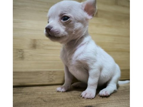 Mini boy şivava bebekler