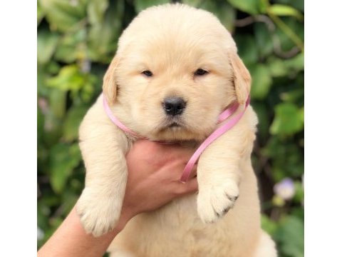 Golden retriever puppies