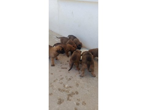 Orjinal saf belçika malinois deli bunlar