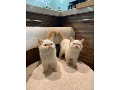 İran persian egzotik