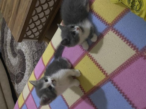 2 aylık yavru kedimiz