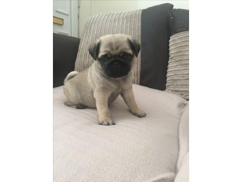 1 dişi ve 1 erkek pug yavrularım çok oyuncu çok uslular