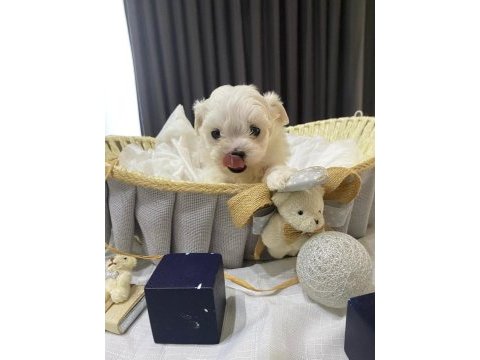 Kore anne babadan maltese bebekler