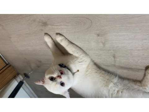 British longhair kedim 1 yaşında girmek üzere