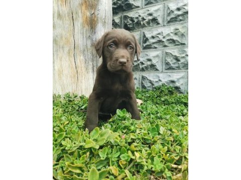 Show kalite labrador retriever yavrularımız