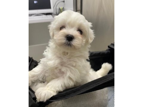 Korean morkie 350 gr uygun