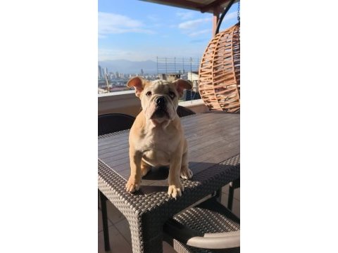İngiliz bulldog yavruları