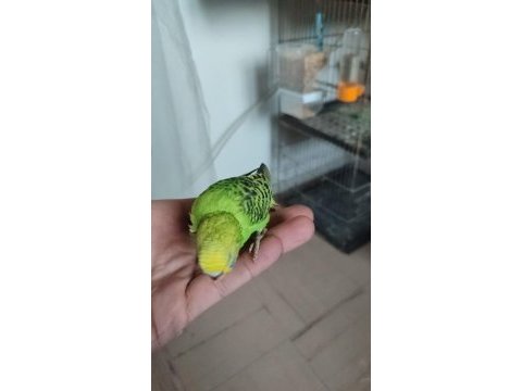 Muhabbet kuşu yavrusu