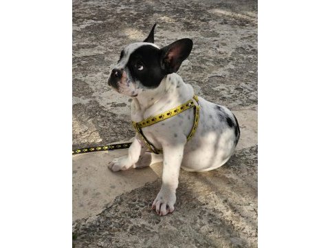 French bulldog herşey tam