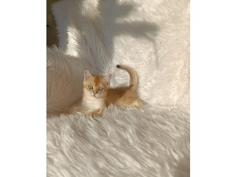 British shorthair golden oğlumuz