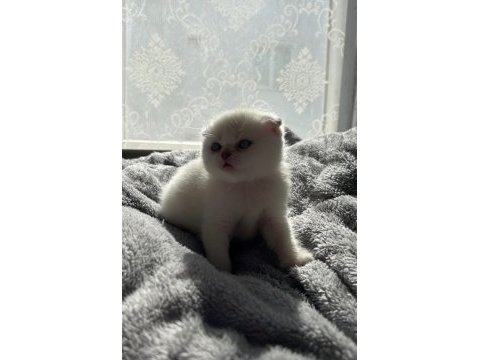Mavi boncuk kedimiz
