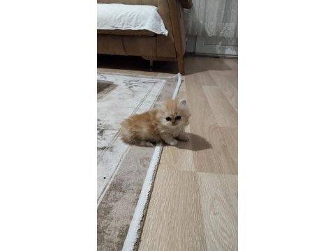 Chinchilla yavru kedimiz