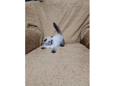 Scottish fold shorthair çikolata point
