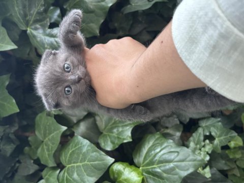 Scottish fold ayı surat