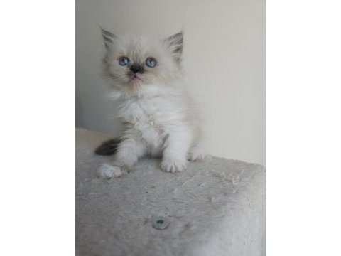 Safkan iran kedi yavruları