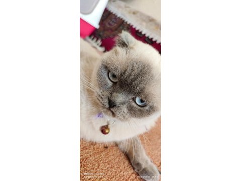 Sevimli scottish fold kedimiz pamuk