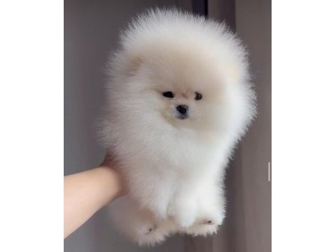Irk ve sağlık garantili pomeranian boo yavrular