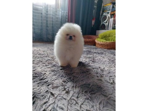 Teddy bear boo yavrular taksitle heryere gönderilir