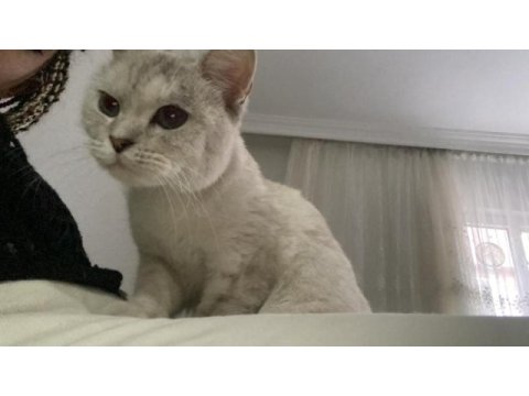 British kedi dişi