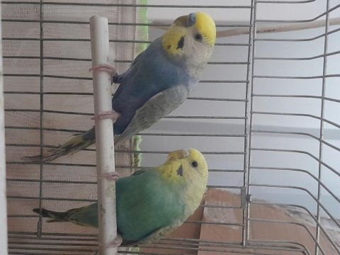 Rainbow muhabbet kuşu sağlıklı kuşlar