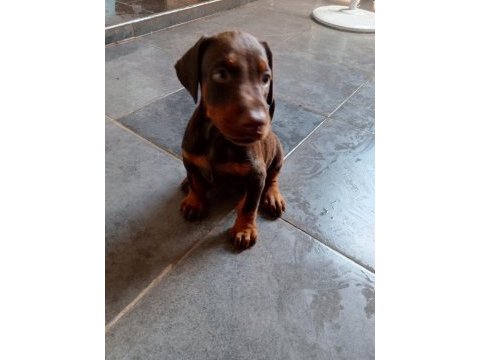 A scrli anne ve babadan üst düzey doberman yavrular
