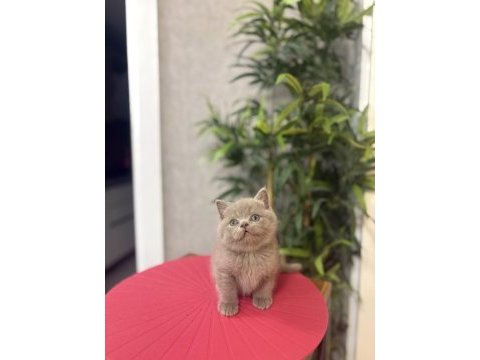 Özel renk brıtısh shorthair yavrularım 