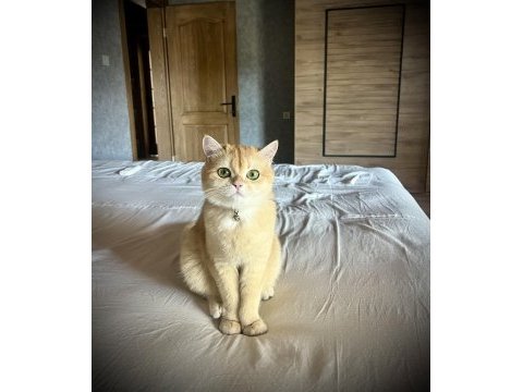 Golden ny12 british shorthair kedimize eş arıyoruz
