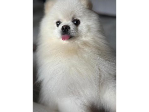 1 yaşında pomeranian boo sahibini arıyor