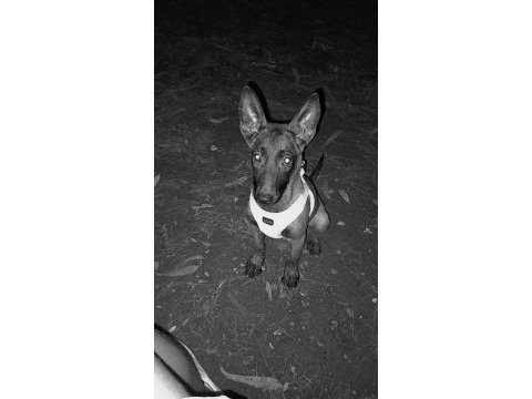 Belçika malinois