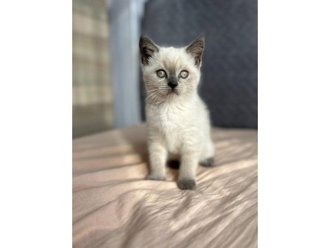 Yavru blue point british kedimiz sahiplendirilecek