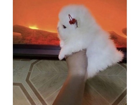 Mikro mini boy kar beyaz pomeranian boo dişi