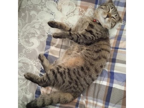 Scottish fold ve norveç orman kedisi melezi