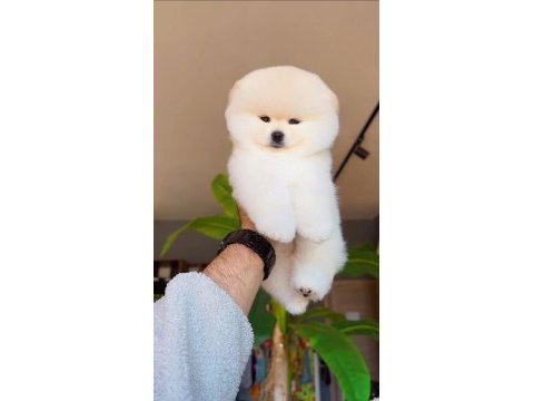 Pomeranian boo köpeğimiz
